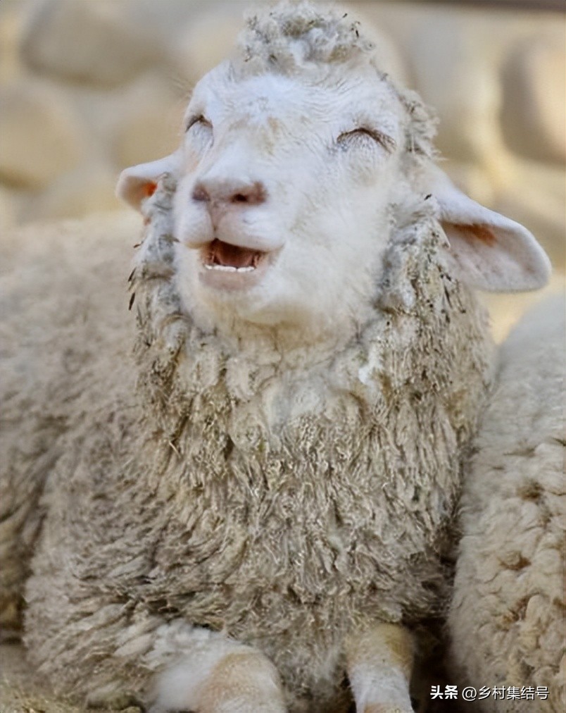 关西六甲山牧场在哪里,六甲山牧场门票多少钱