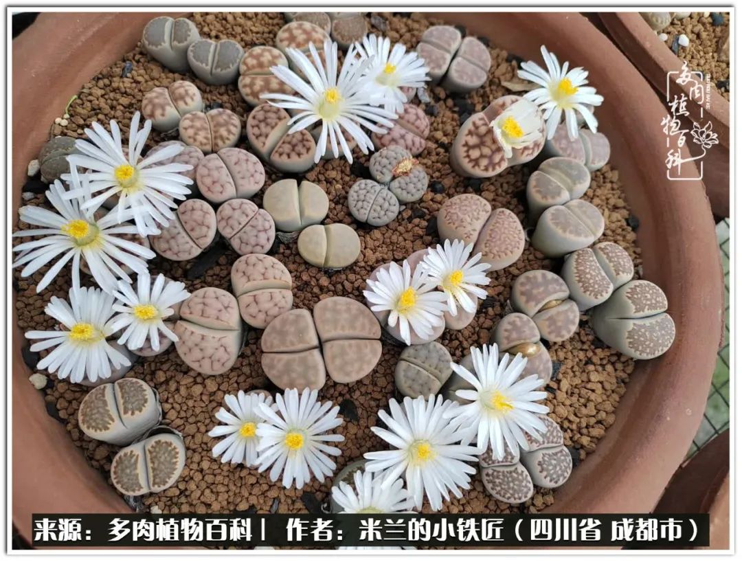 生石花好养吗怎么养护的,生石花的养殖方法和注意事项