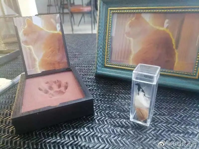 东北财经大学发讣告,东北财经大学为猫发讣告