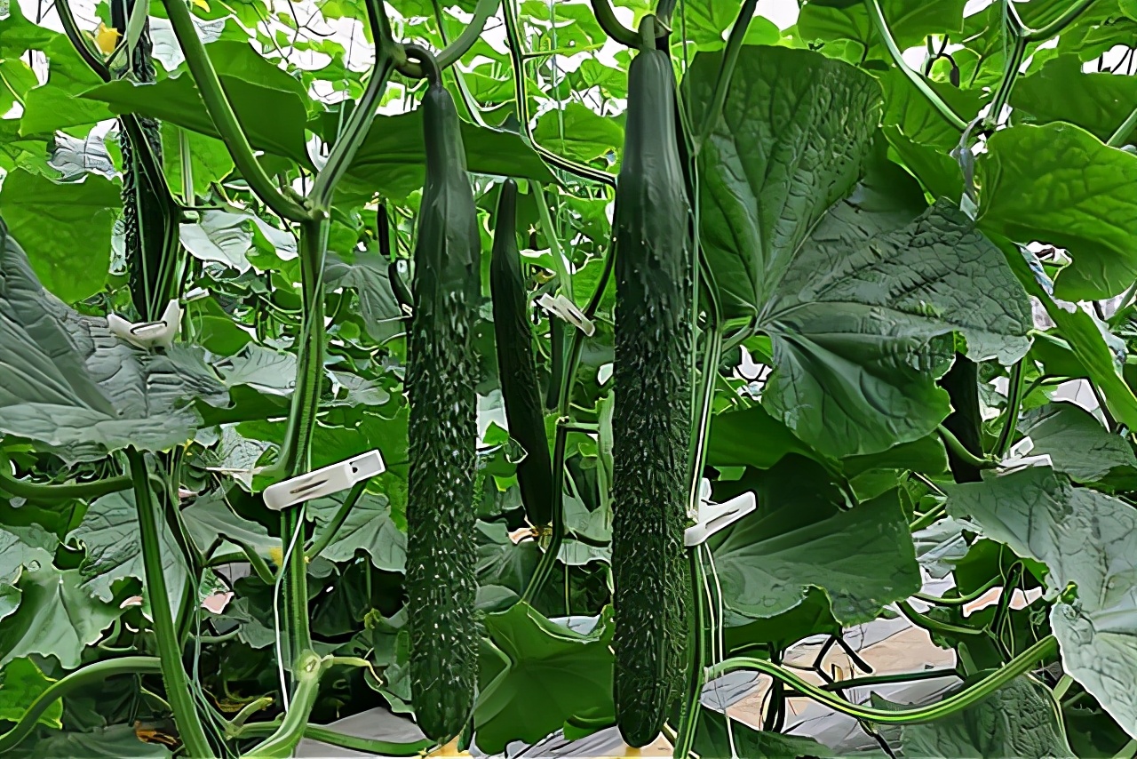 3月份有哪些蔬菜可以播种,3到10月适合种植哪些蔬菜