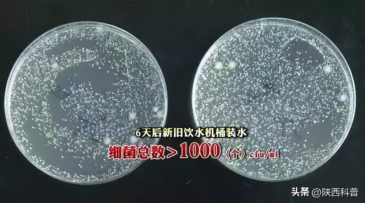 饮水机的水真的有那么脏吗,实测饮水机你想象不到的脏