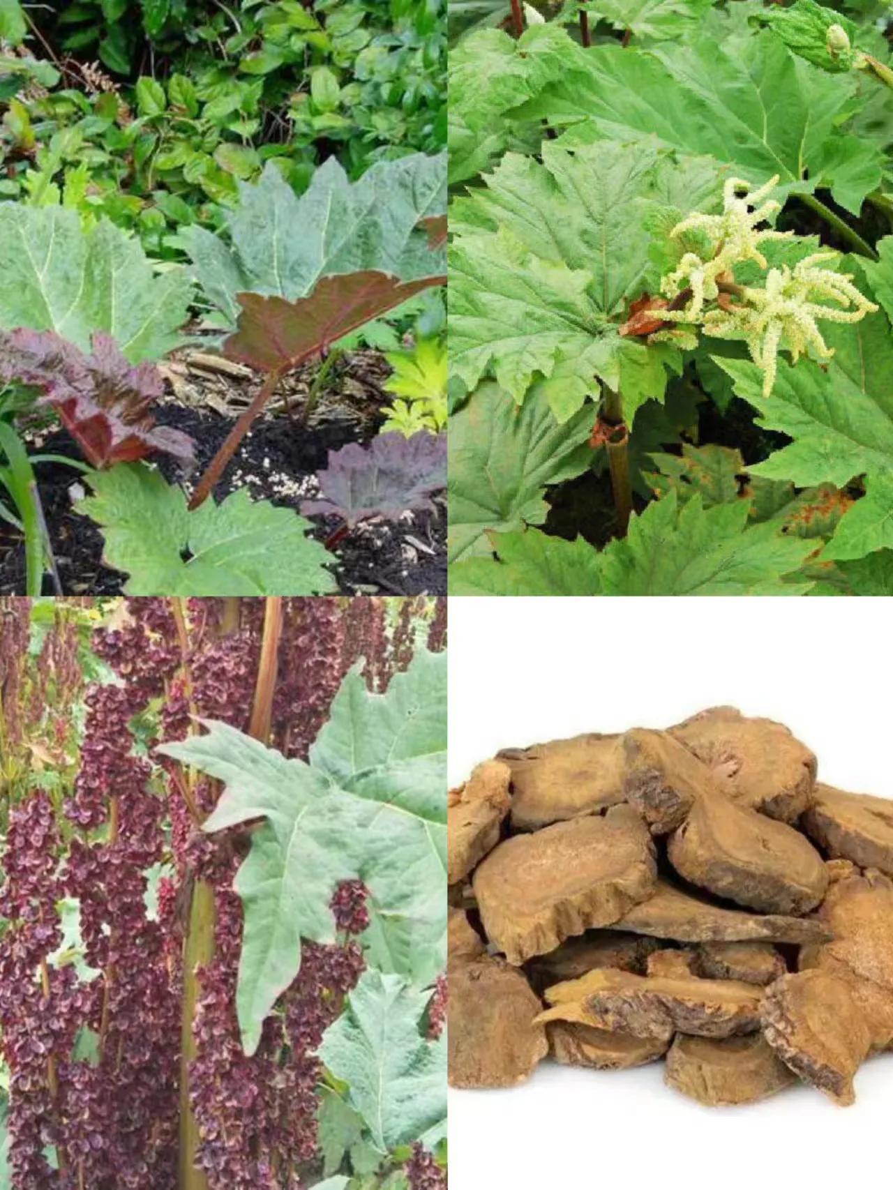 中秋考察葛家洞——葛洪在民间治病采用药物种类功效及养生方法