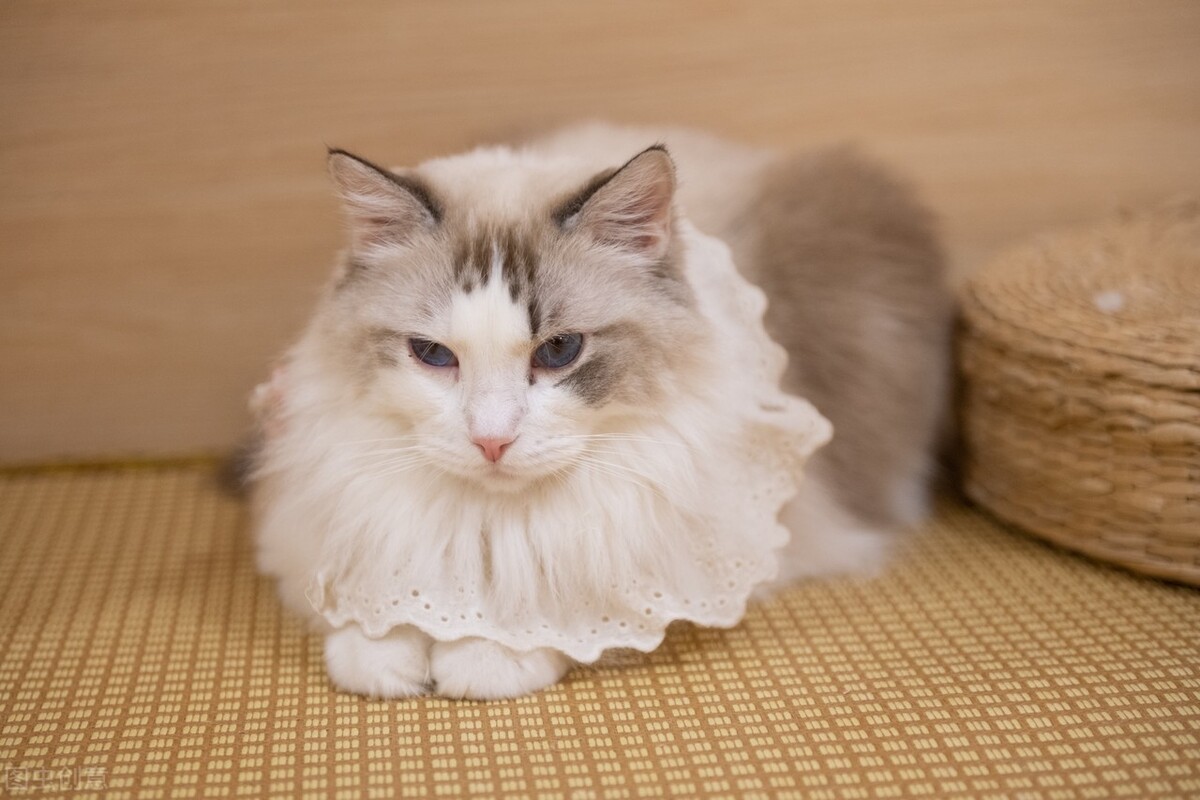 两个月大的猫咪拉稀怎么办,两个多月的猫咪拉稀什么原因