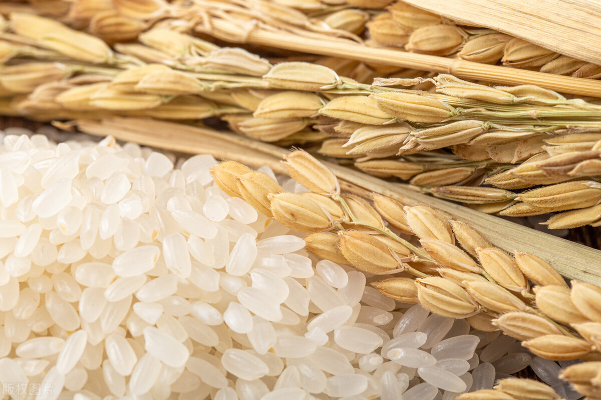生虫的大米和发霉的大米辨别,夏天避免让大米发霉生虫的办法