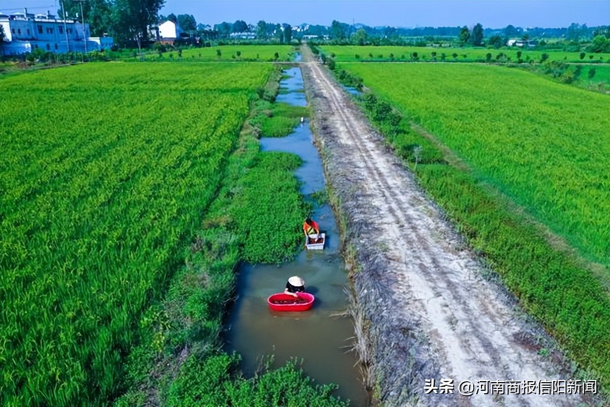 峡江小龙虾拓宽农民致富路,稻虾共作开辟致富新门路
