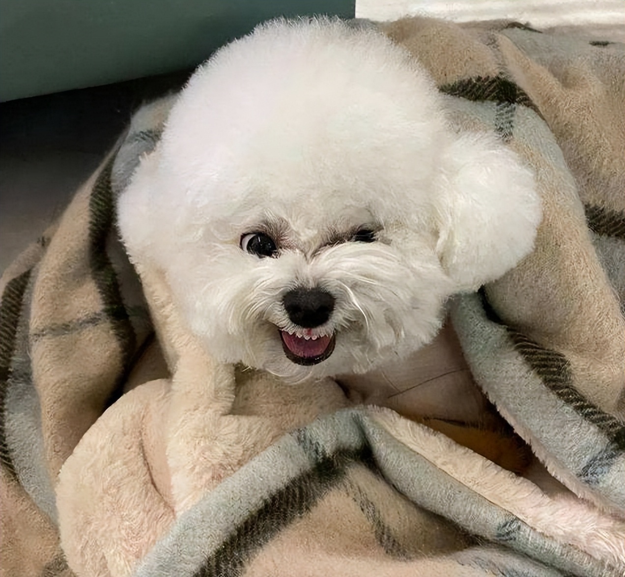 养比熊的都进来，不要再让“悲剧”发生了