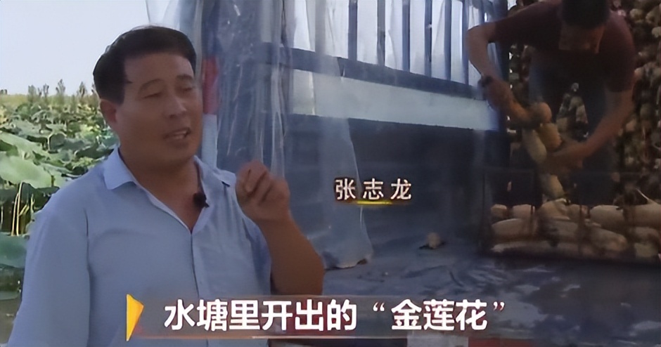 种莲藕能赚多少钱,90后种莲藕发家致富