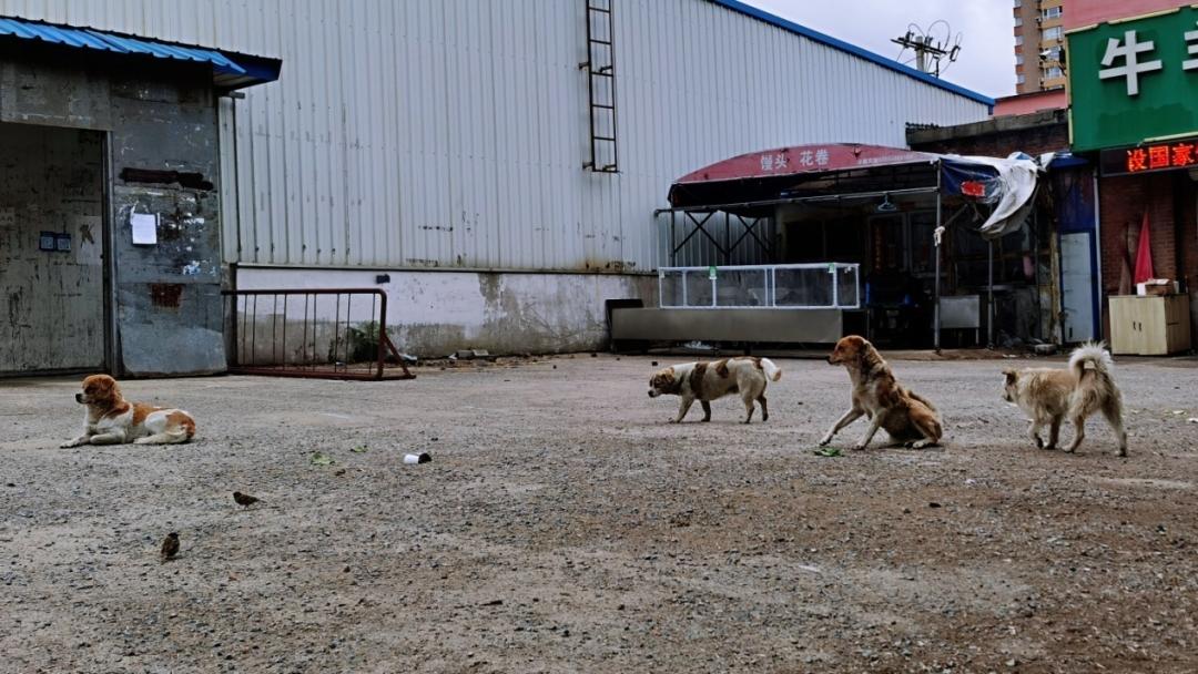 养狗人的视频,养狗人皮肤过敏的症状和表现