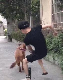 家里养一只狗有什么好处和坏处,家里养一个月的狗有什么说法