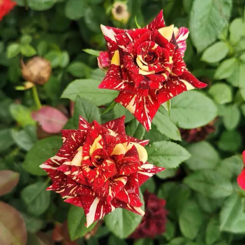 月季美图100张,月季花唯美高清图片大全