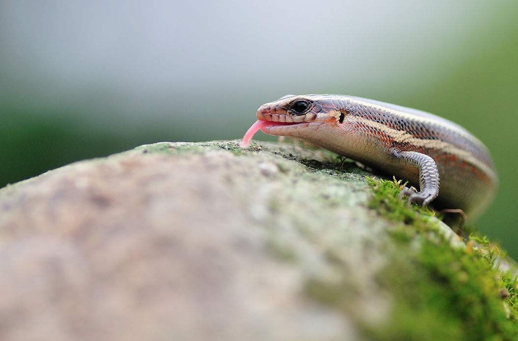 狗婆蛇是保护动物吗,农村最常见的几种蛇火蛇