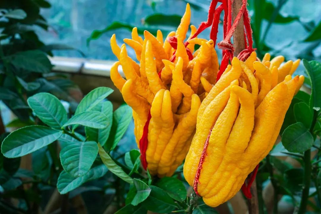 长相奇怪的中药佛手,佛手形状