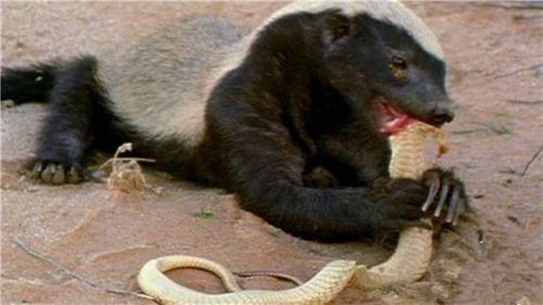 非洲“平头哥”蜜獾有多强？我来告诉你