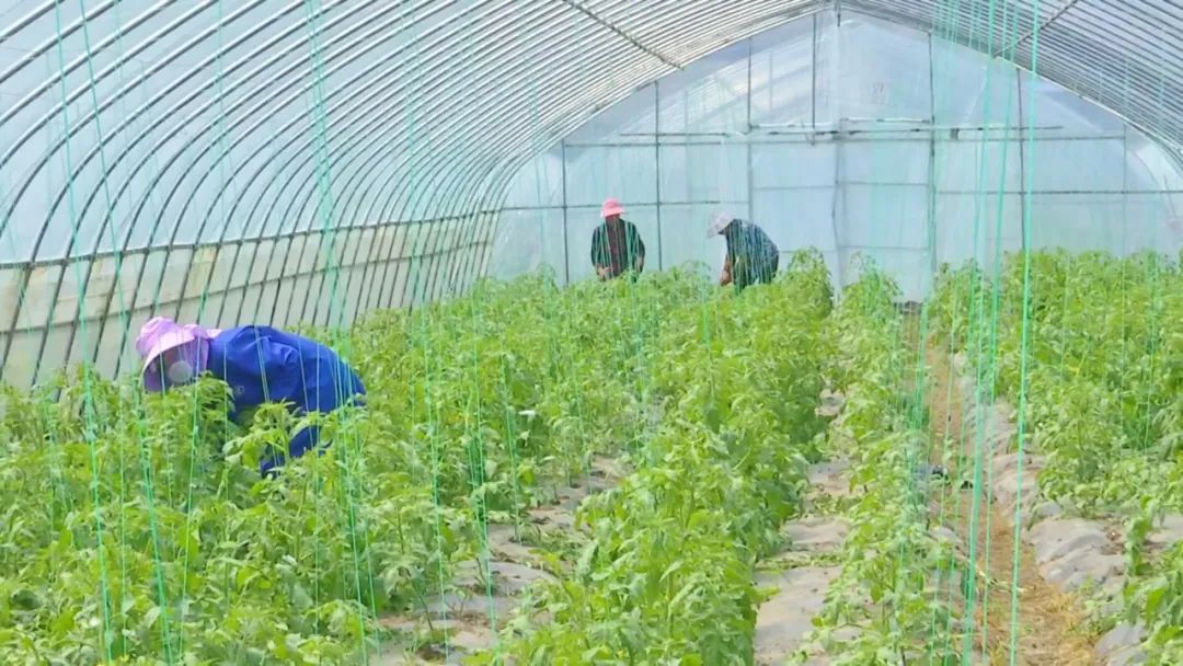 普济镇林口村的“致富椒”