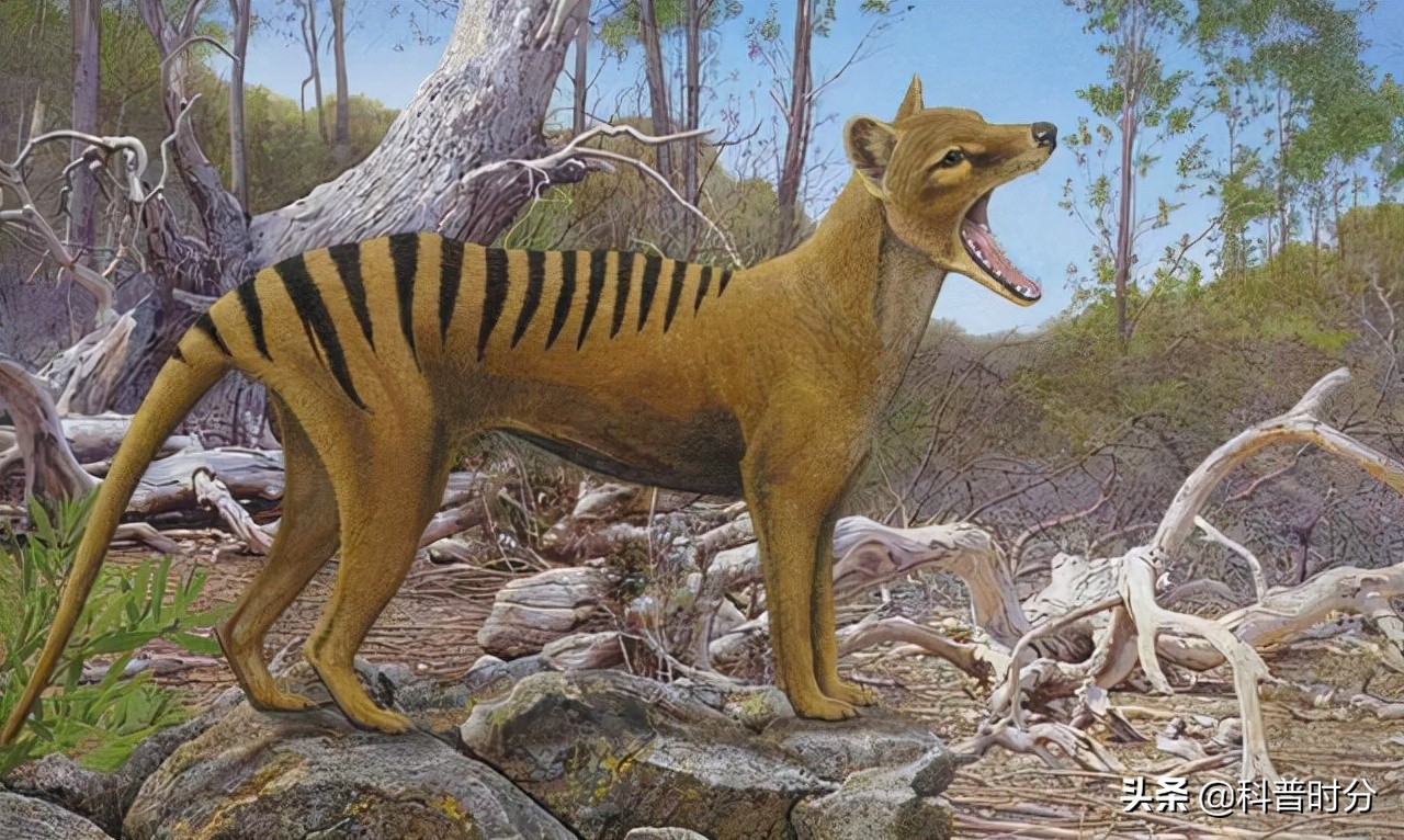 25只已经灭绝的史前动物,已灭绝又复活的动物白鱀豚