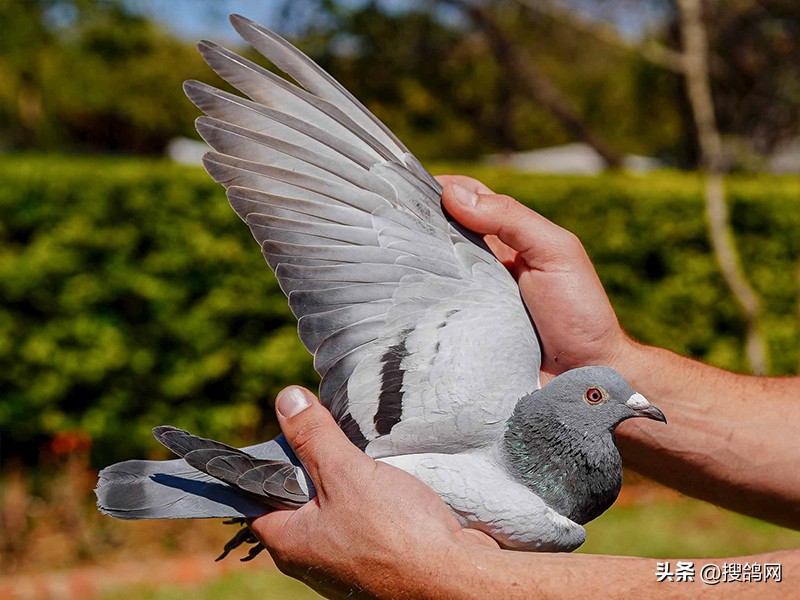 各大公棚冠军鸽,最新公棚鸽王冠军