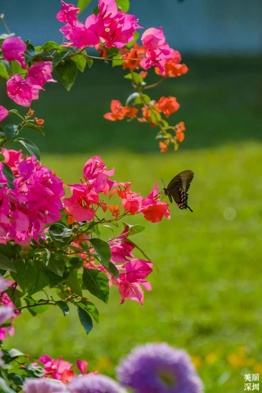 12月深圳赏花公园,11月份深圳哪个公园花好看