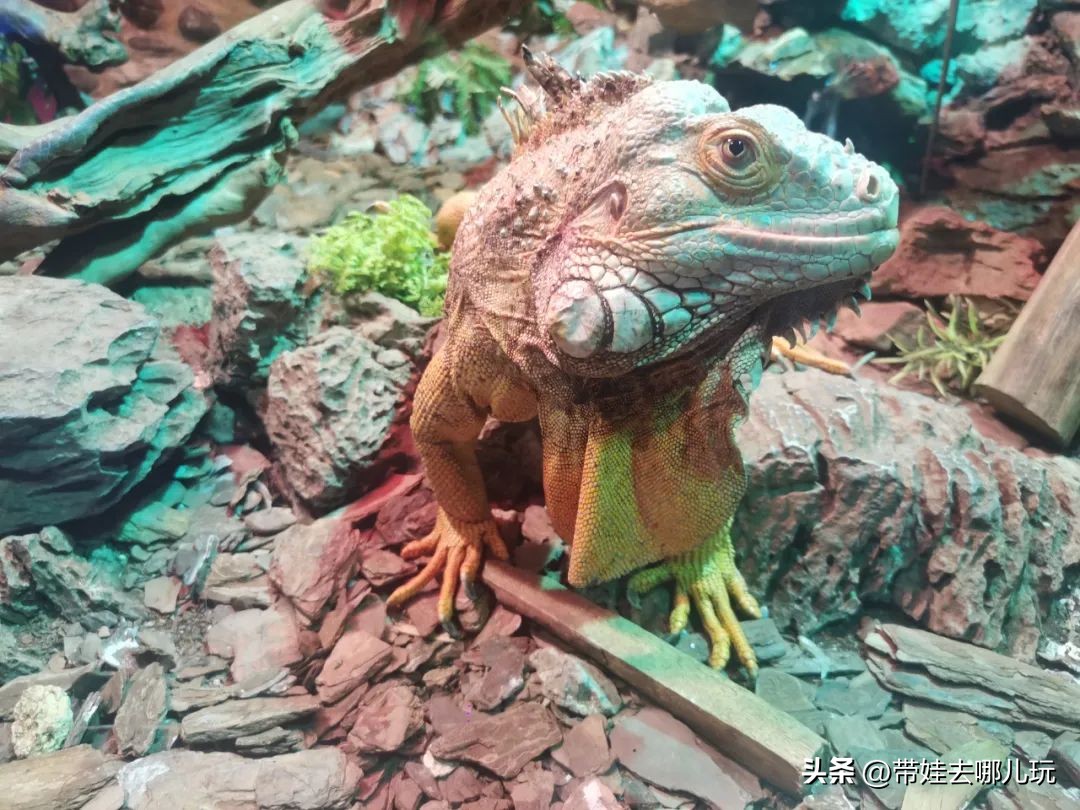 一天玩遍北京野生动物园,包场去鸟巢