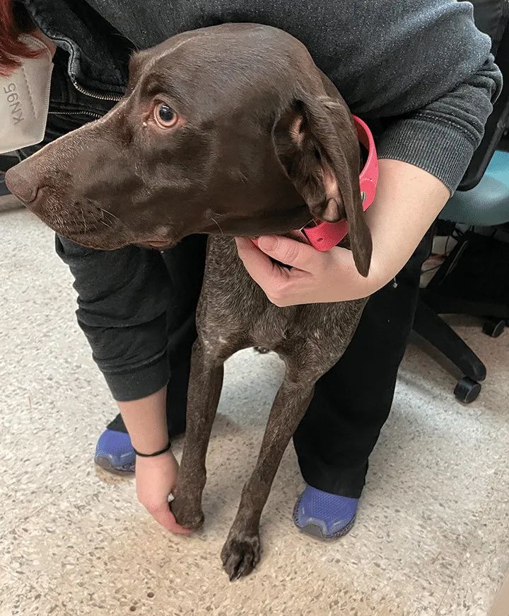 犬猫神经学检查视频,犬猫神经学检查是什么