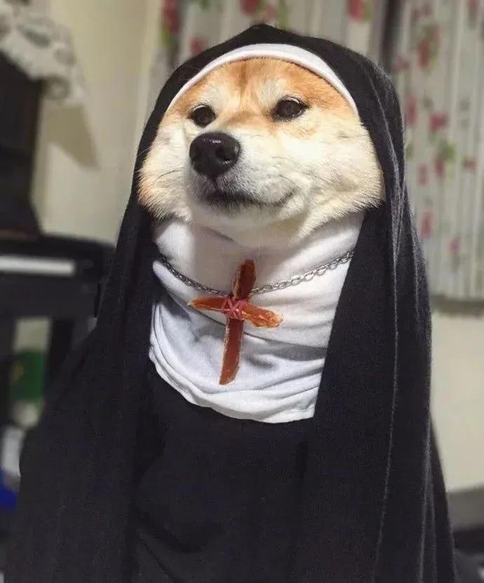 修狗日记全部,修勾日记的原名