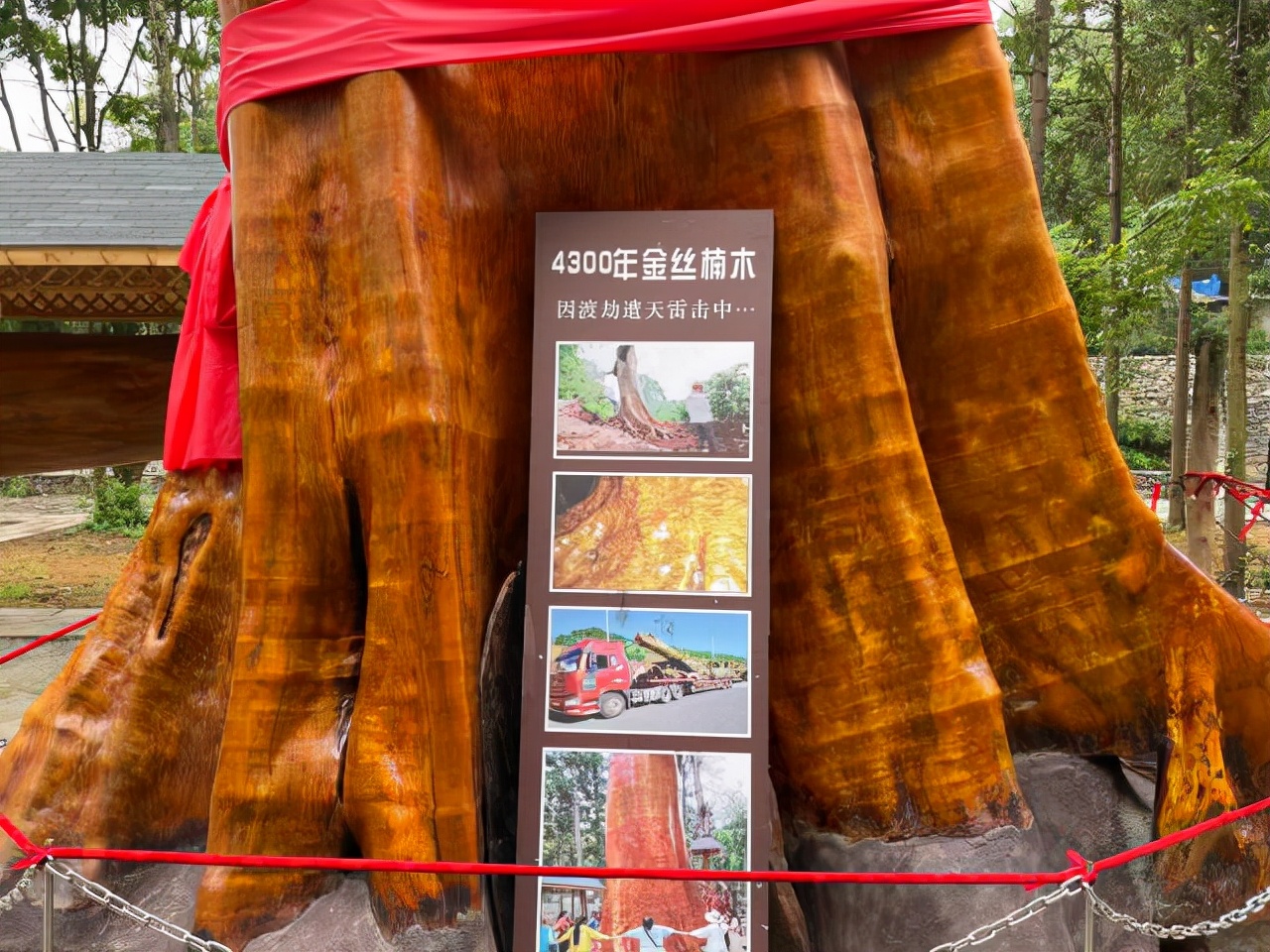 真正的正宗金丝楠木大树,50年金丝楠木树价值多少