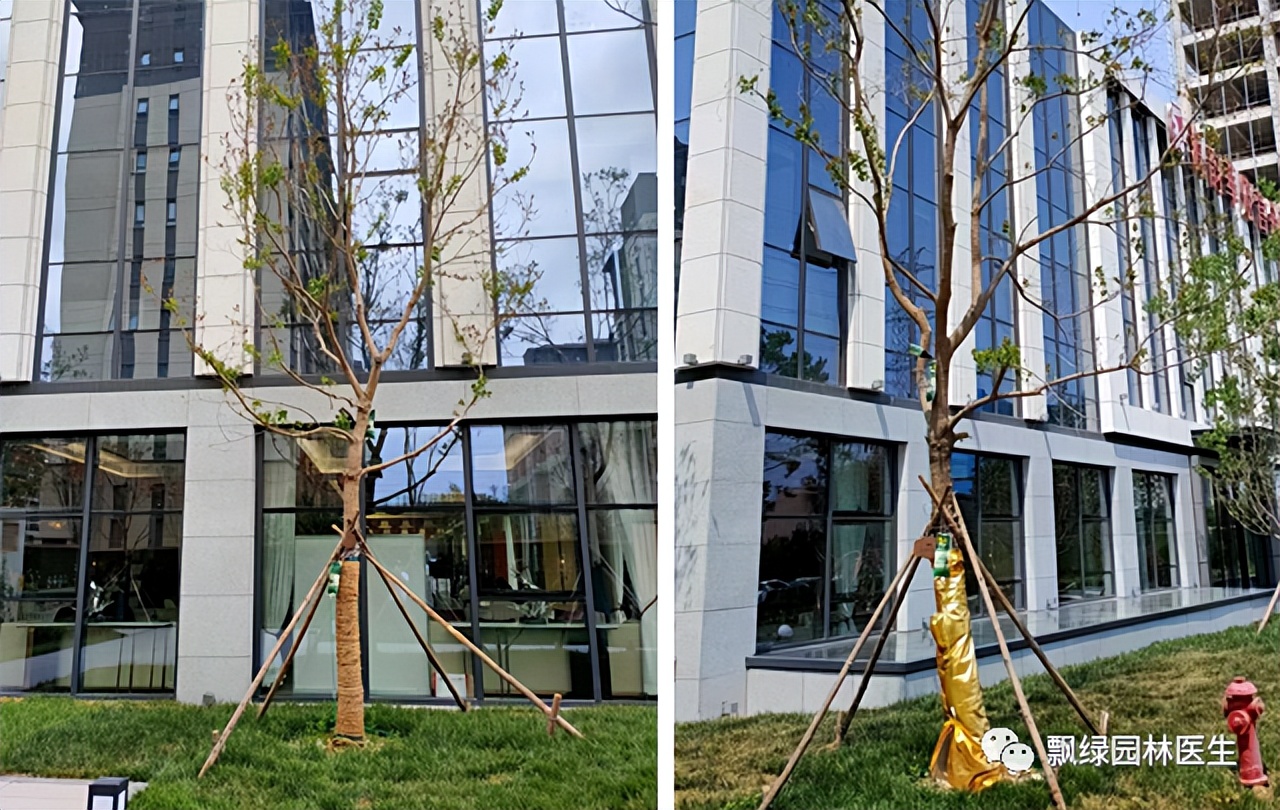 草坪苗木生长抑制最好方法,草坪灌木苗的养殖方法