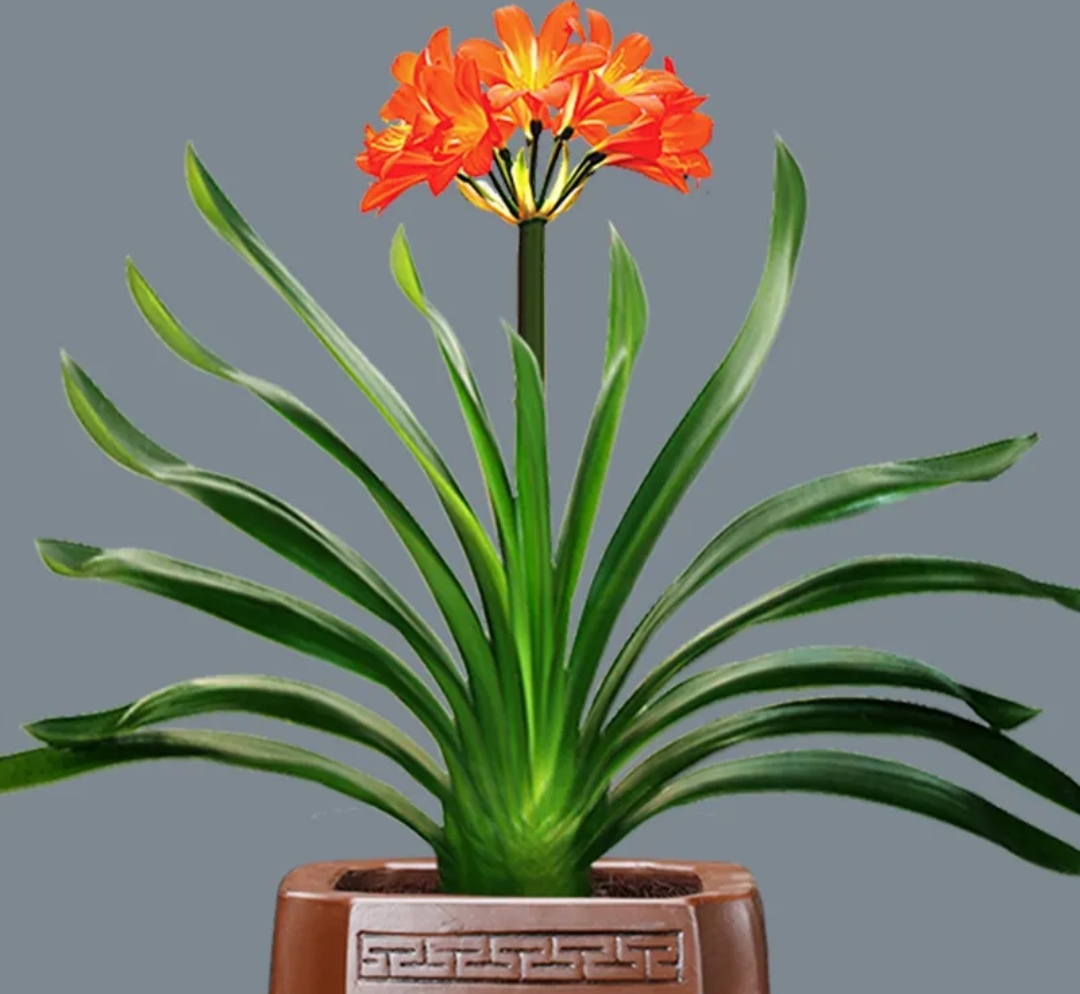 室内适合养什么花或植物净化空气,室内空气净化花草