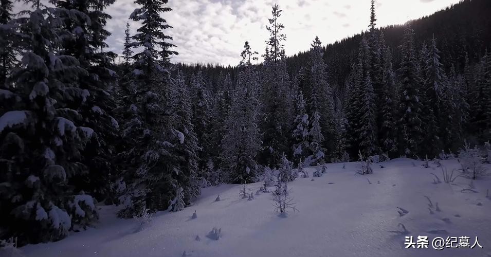 64年勘测队遭遇凶猛狼群，战士心软投喂食物，头狼带群狼前来报恩