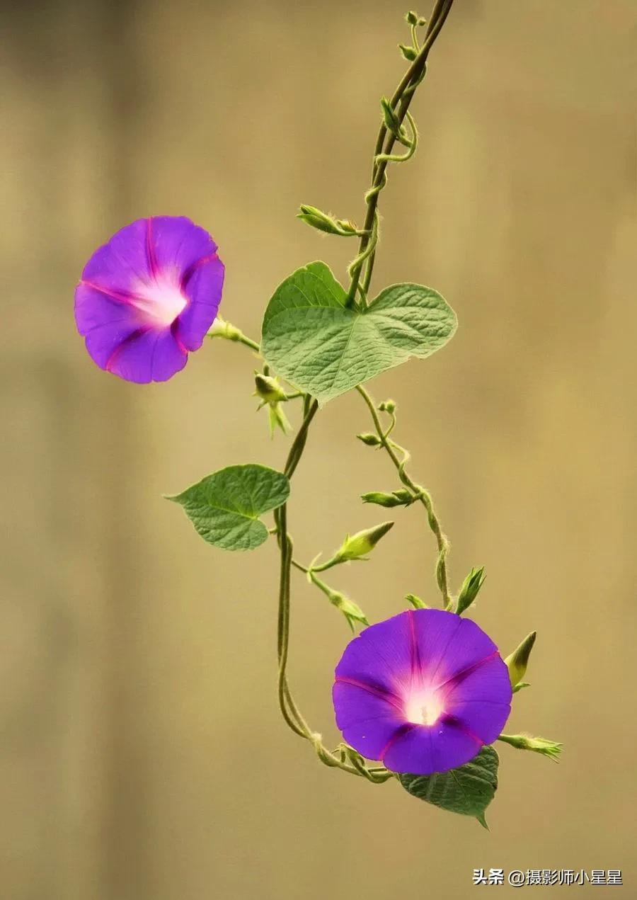 小小牵牛花鲜艳夺目,小小牵牛花教学