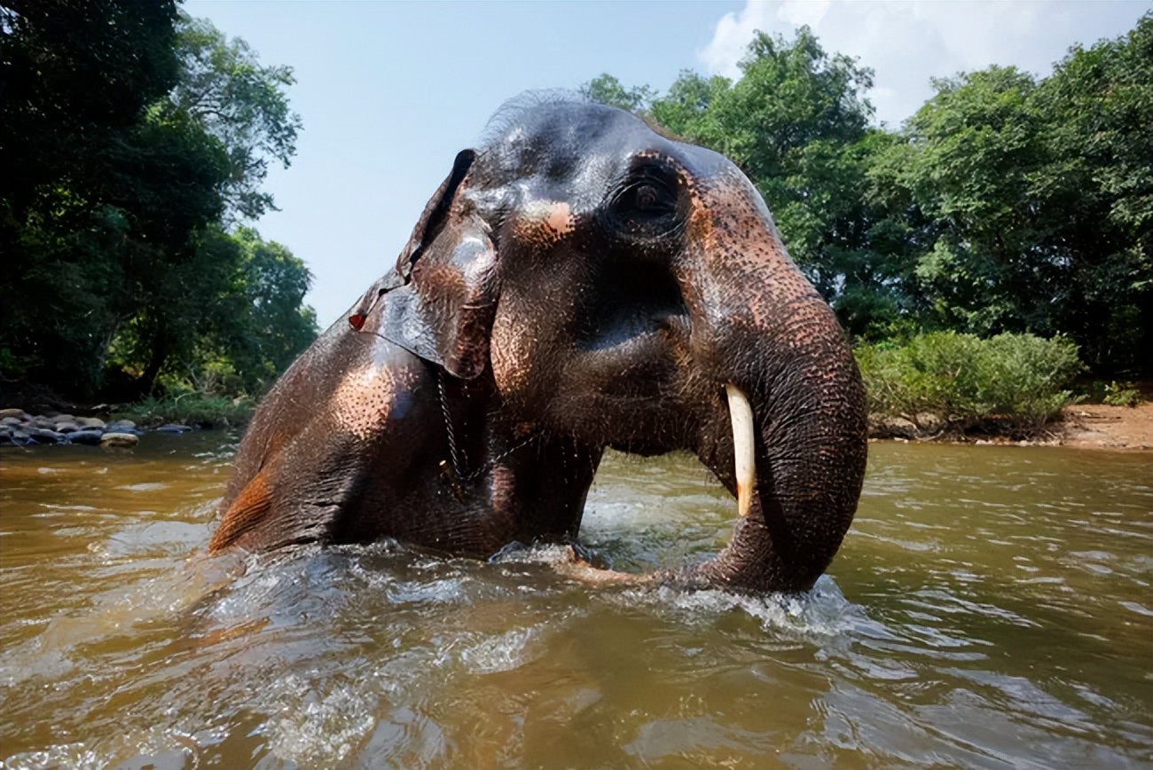 大象通过脚听声音,大象走路的声音我们能听到吗