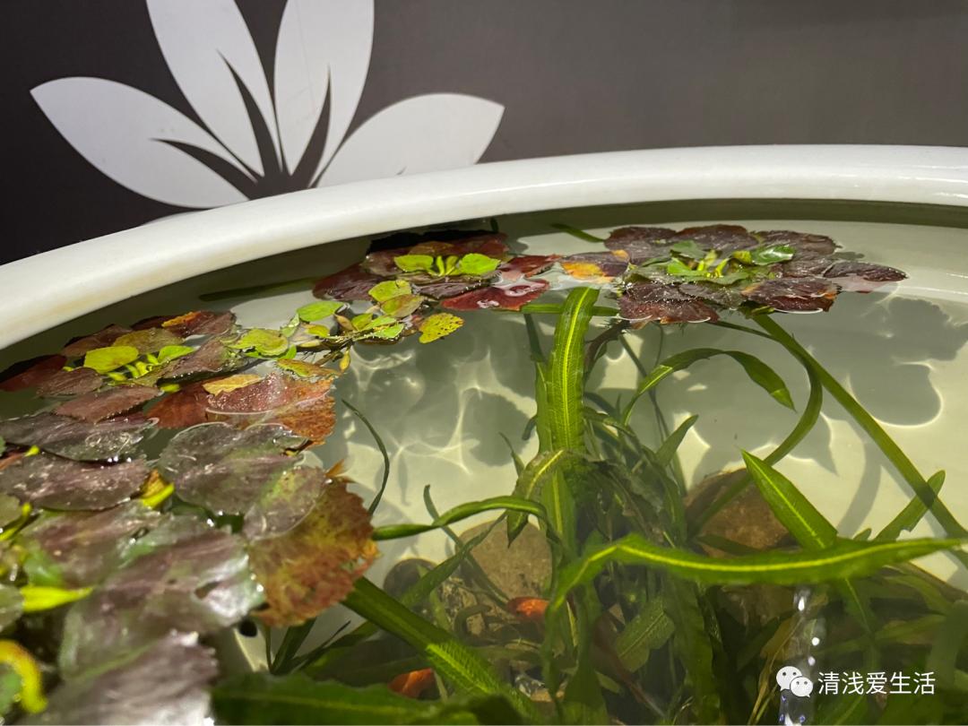 金鱼买回来如何入缸,新买的金鱼花卉怎样栽成活率高