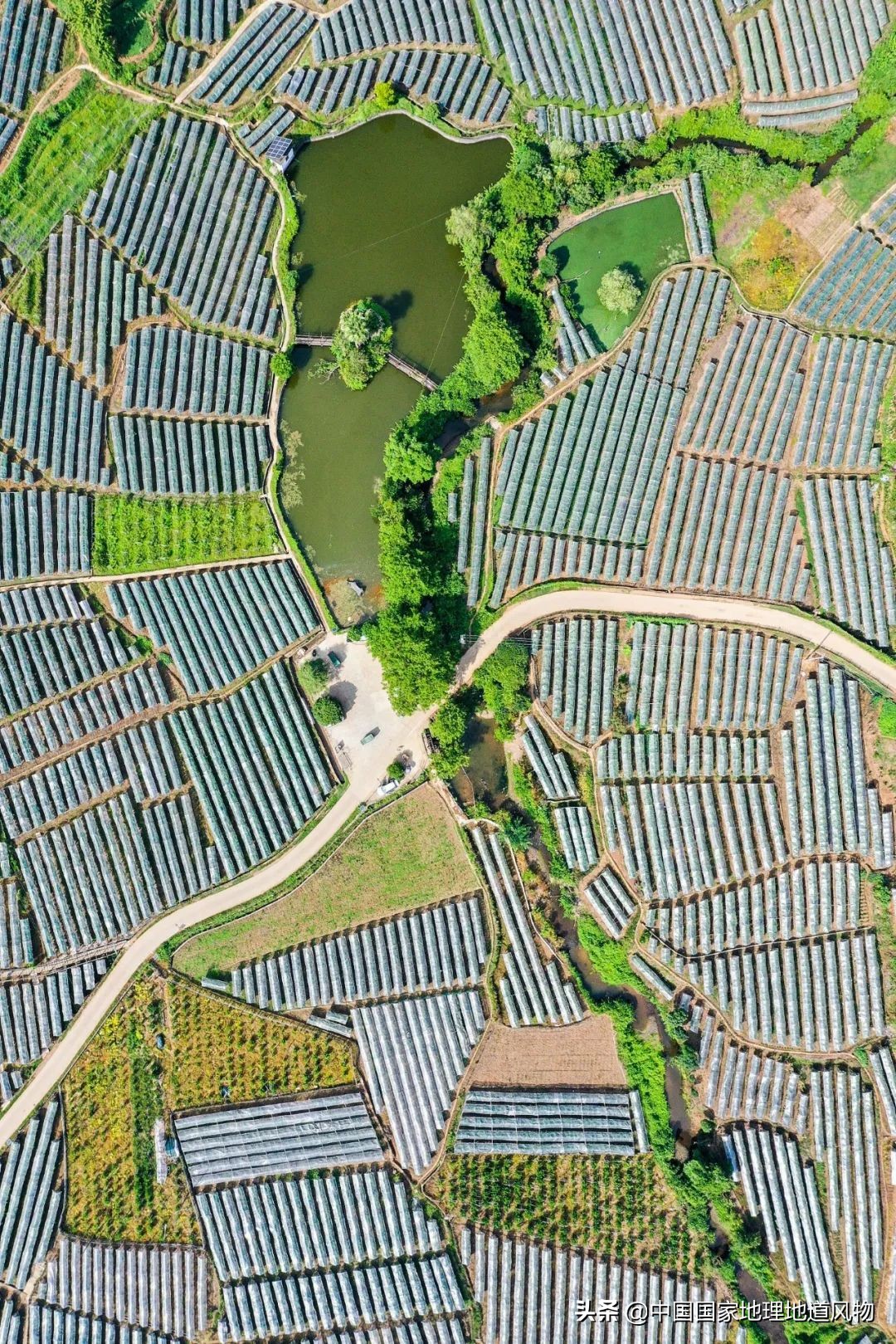 广西水果产量连续五年全国第一,广西和陕西谁才是水果第一大省