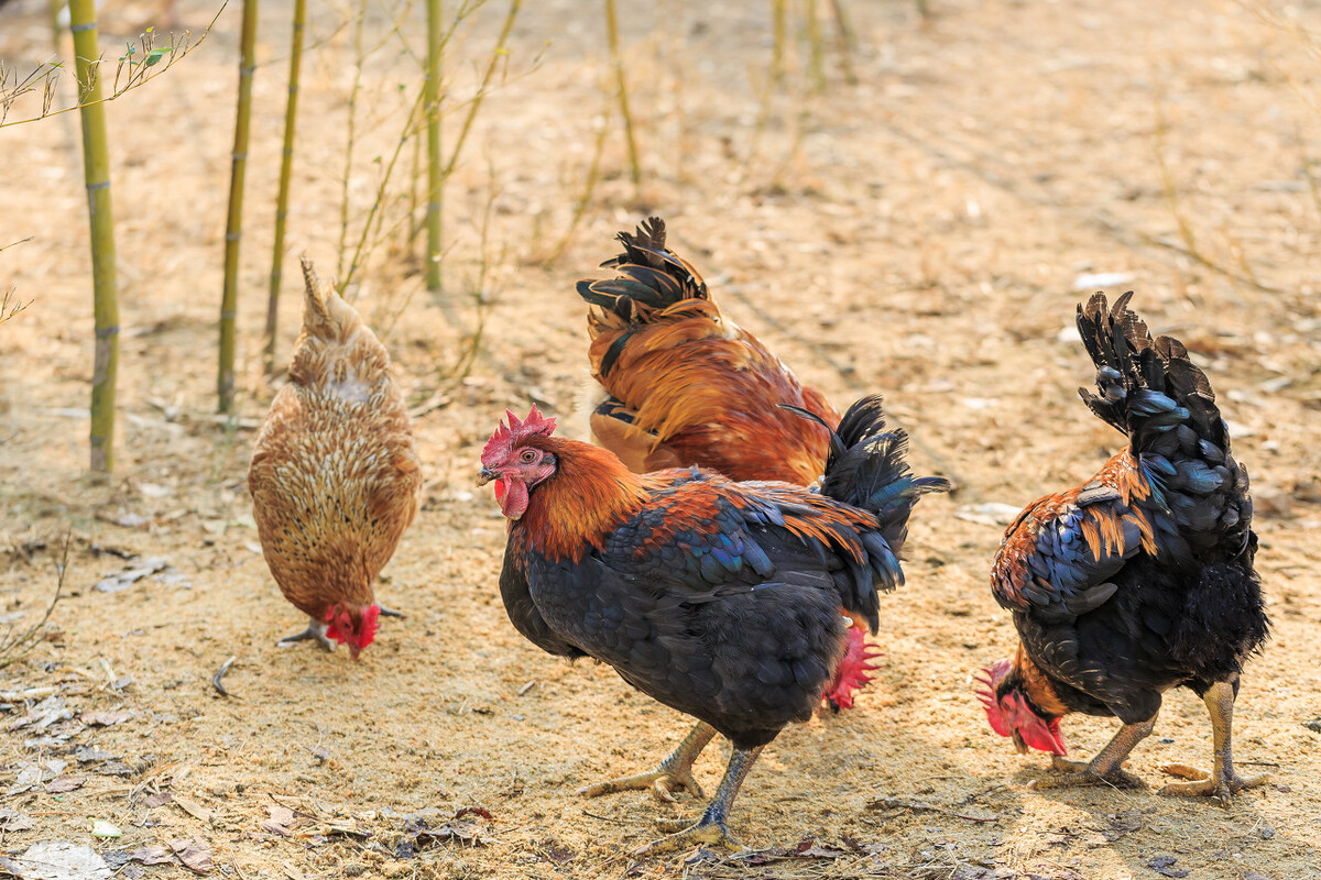 农村散养土鸡为什么这么难买,农村土鸡为什么不腥