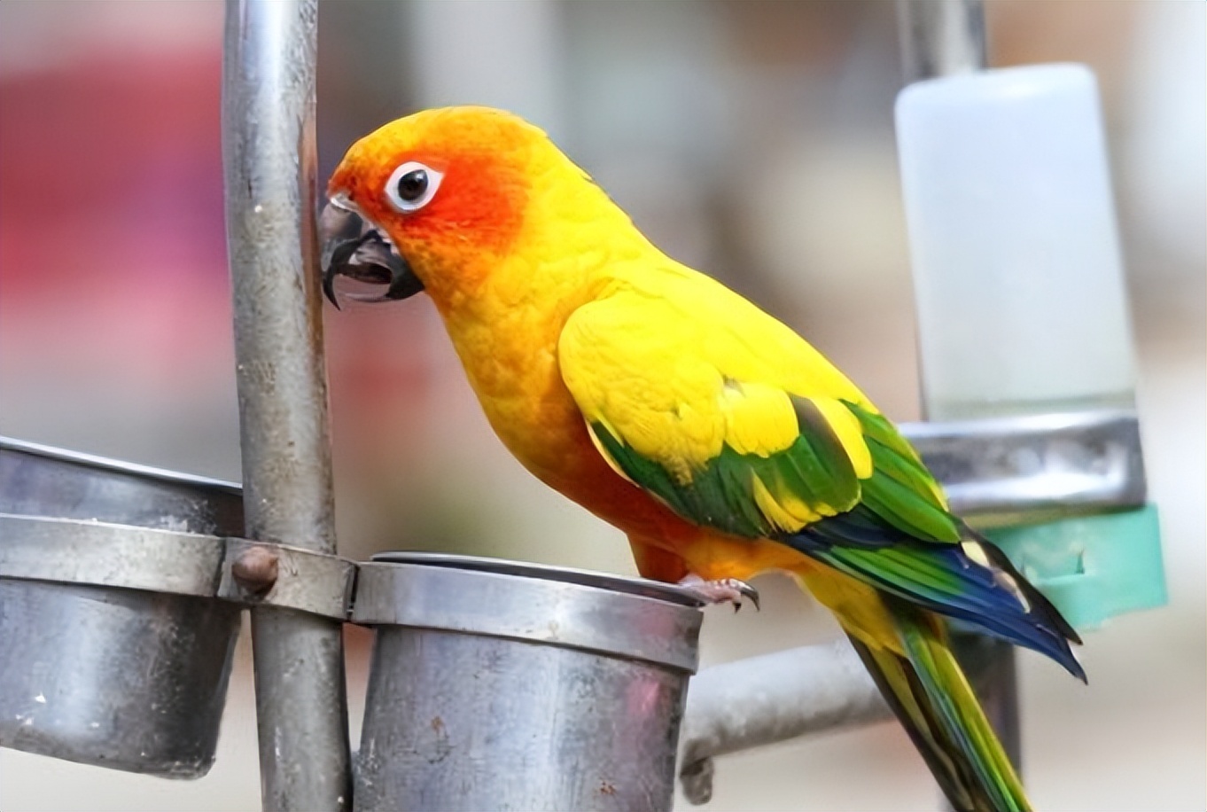 鹦鹉看不上眼要喂什么药,鹦鹉拉稀不吃食的解决方法