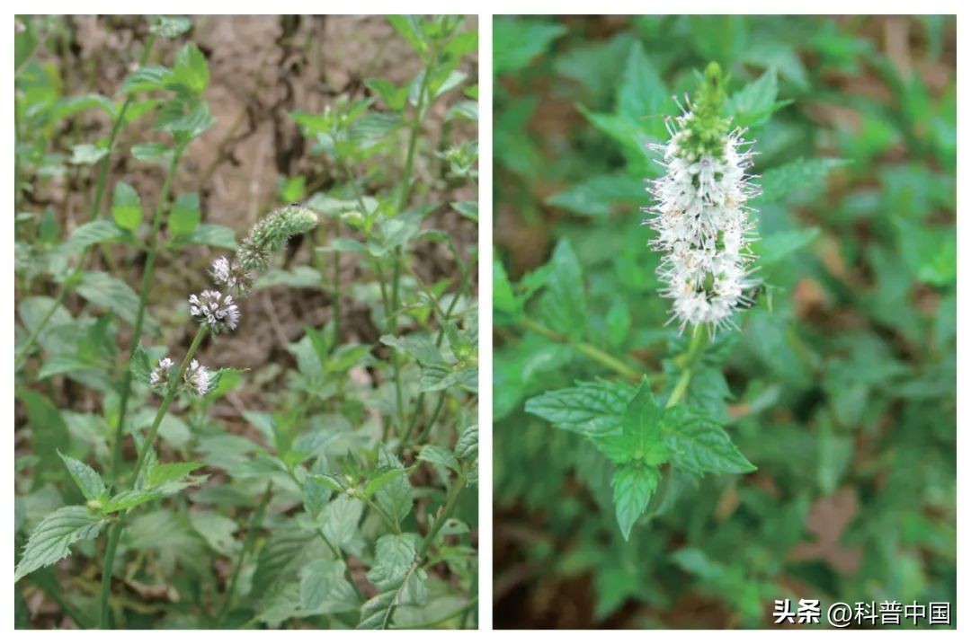 三大公认最好闻的香料排名,这四种香料的小知识你都知道吗
