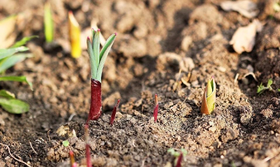 氧化锌在饲料里的作用,氧化锌纳米材料的制备