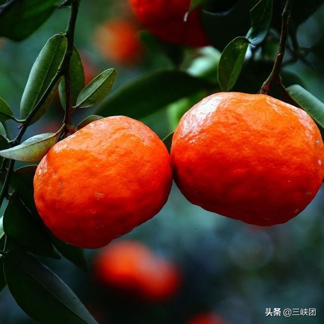 河南返乡创业的新农人自媒体,新农人自媒体