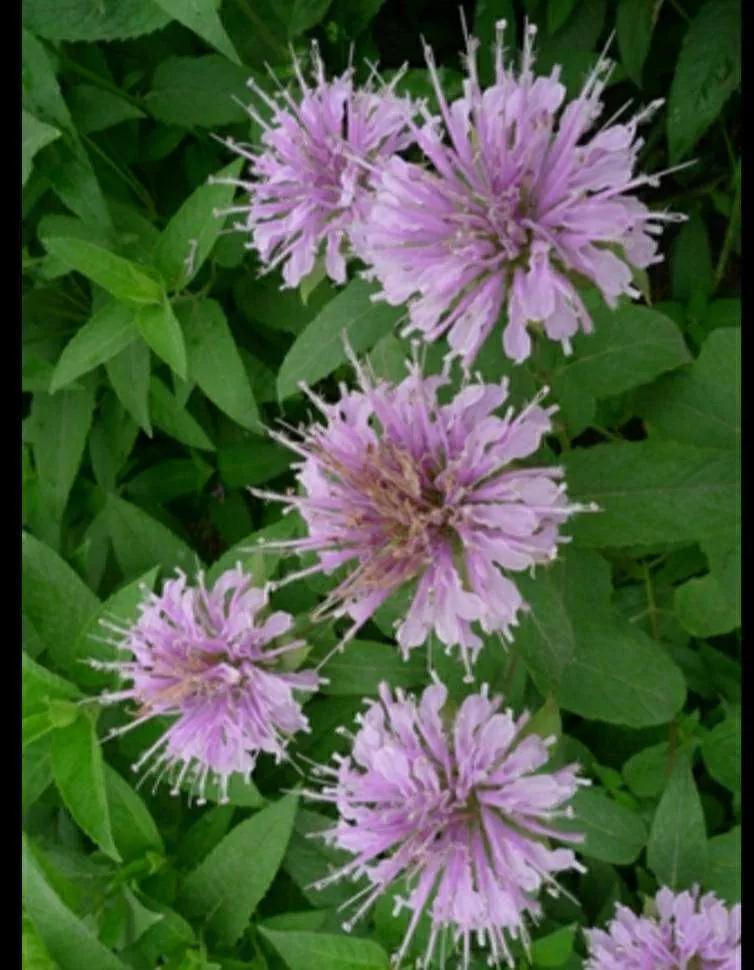 认识各种花的寓意,认识各种花的名称