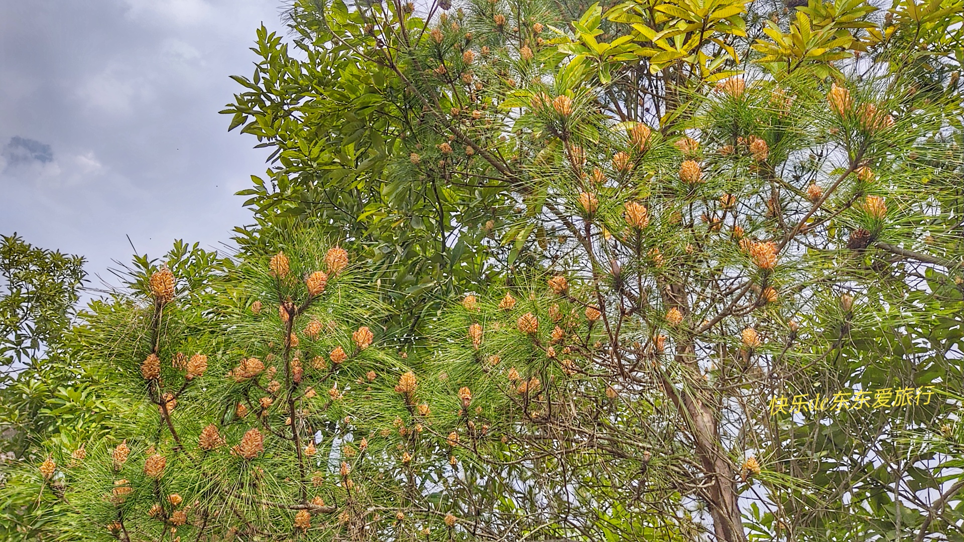 大家纷纷出去赏樱花，我却和老婆偷偷去山里看松树花，收获如何？