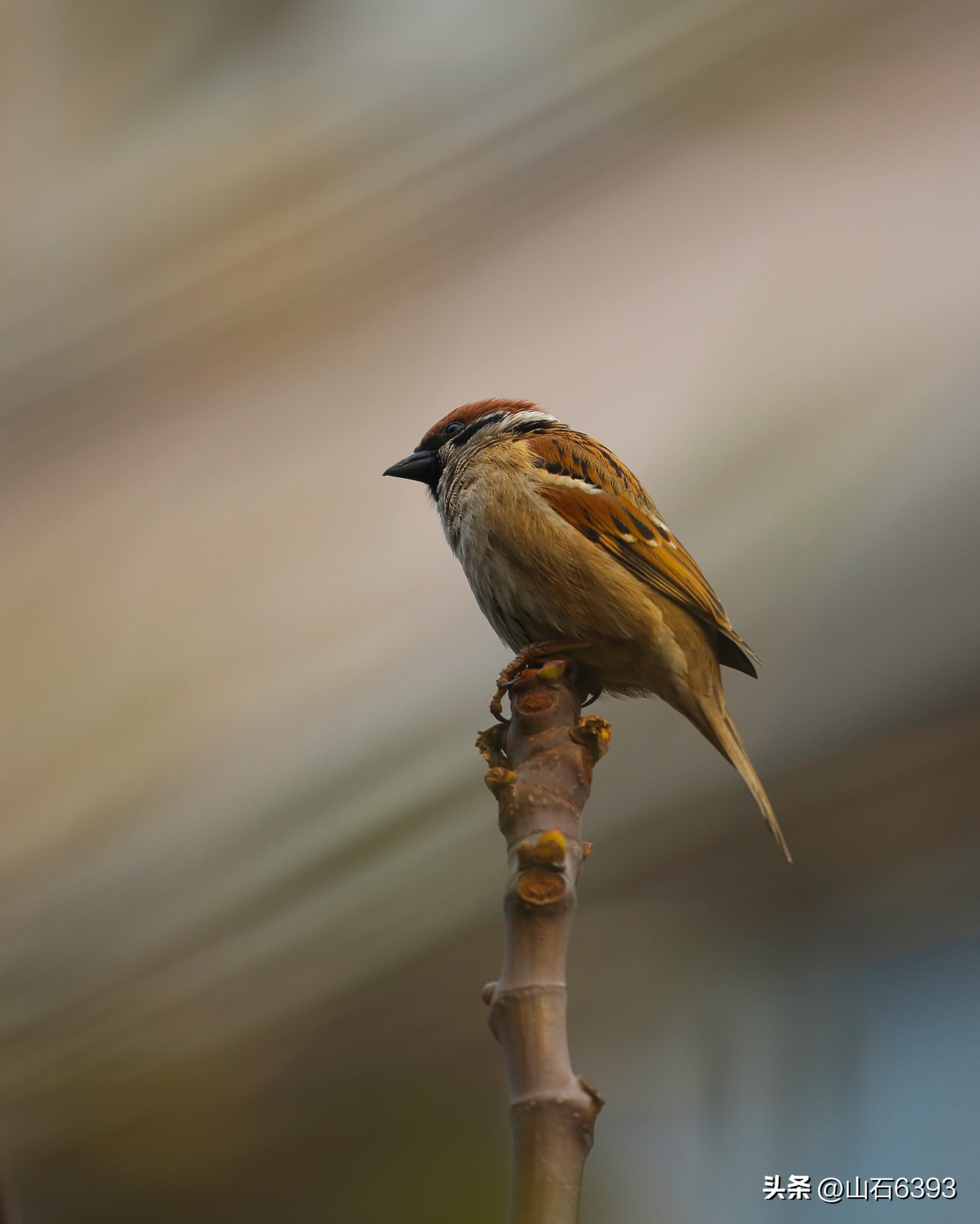 【战友美文】于天松：《麻雀，我爱你》（诗）
