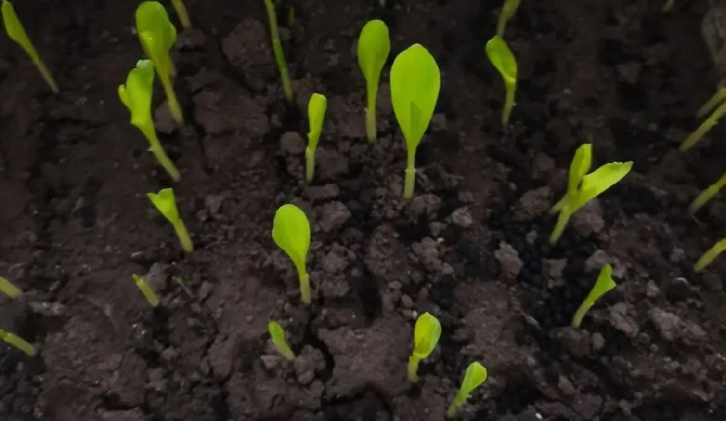 保护黑土地端牢中国饭碗,中央对东北黑土的政策