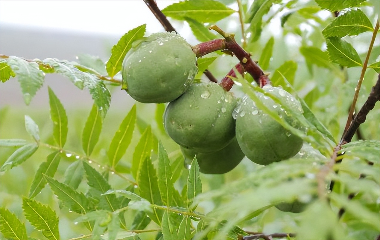 中国特有珍稀树种文冠果,文冠果与油茶果一样吗