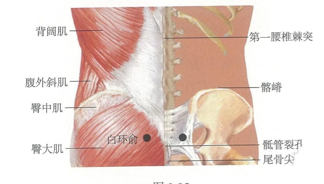白环俞穴位位置图和作用,每天学一个经络