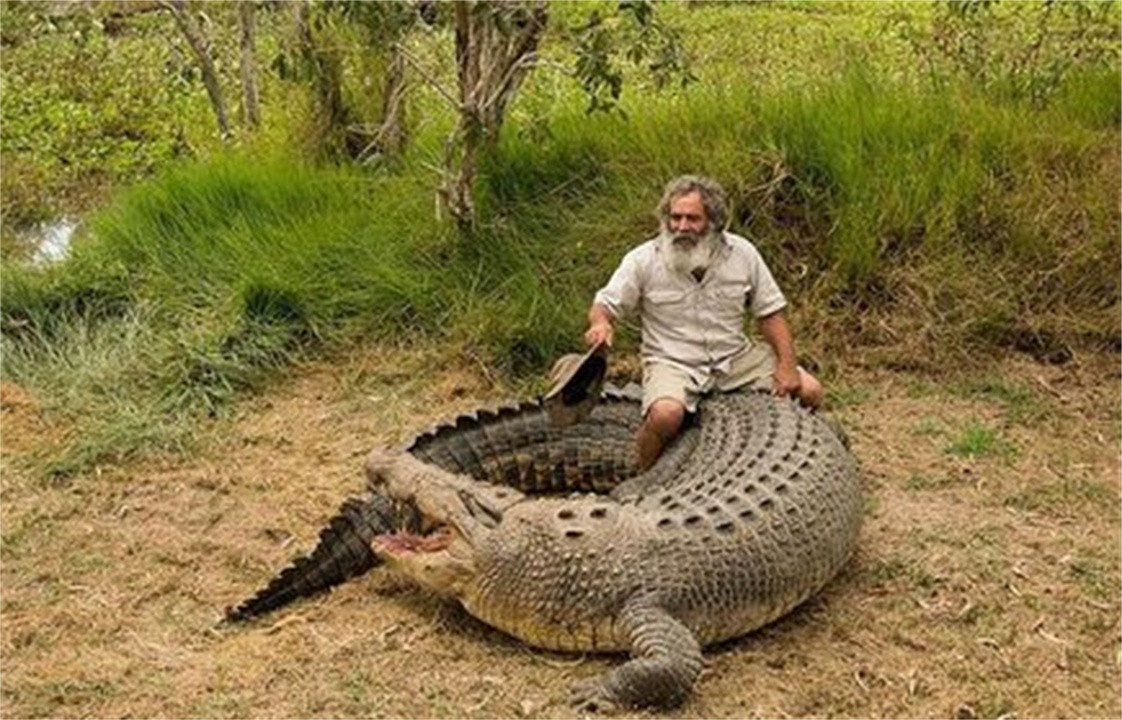 澳大利亚百万骆驼泛滥成灾,澳洲野兔泛滥成灾上演人兔大战