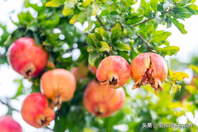 石榴花壁纸生如夏花,石榴花盛开的夏天