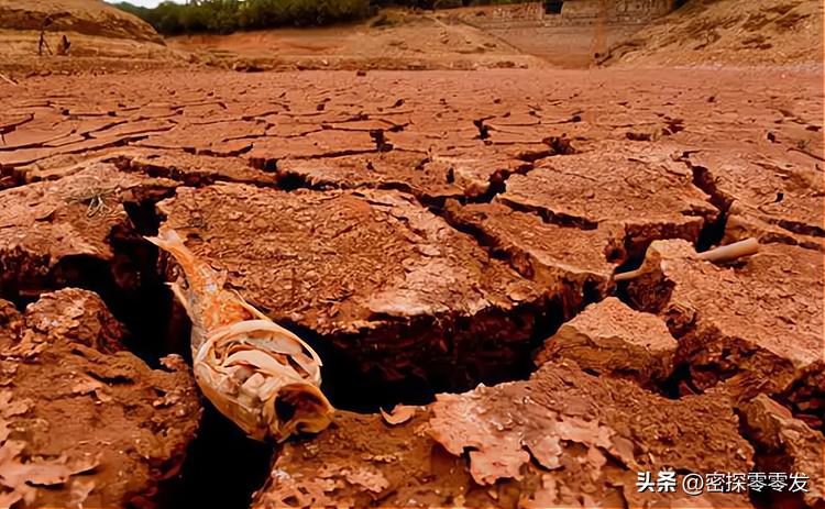 古代闹饥荒鱼虾泛滥为什么啃树皮,古代闹饥荒为什么灾民不吃鱼