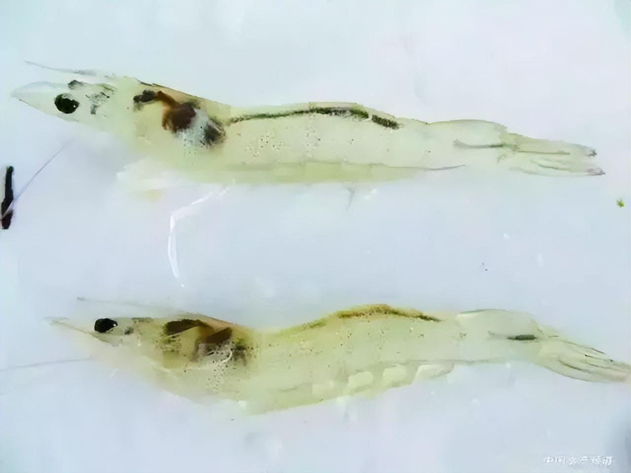 对虾肝脏肿大发黄怎样修复？对虾肝脏萎缩怎么治疗？