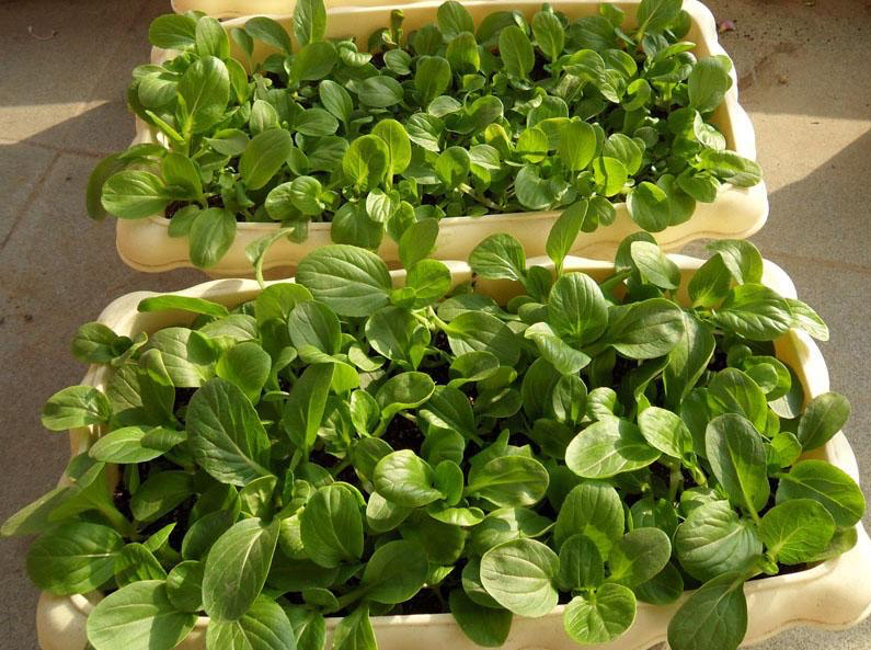 3种蔬菜,种快速生长的青菜的方法和步骤