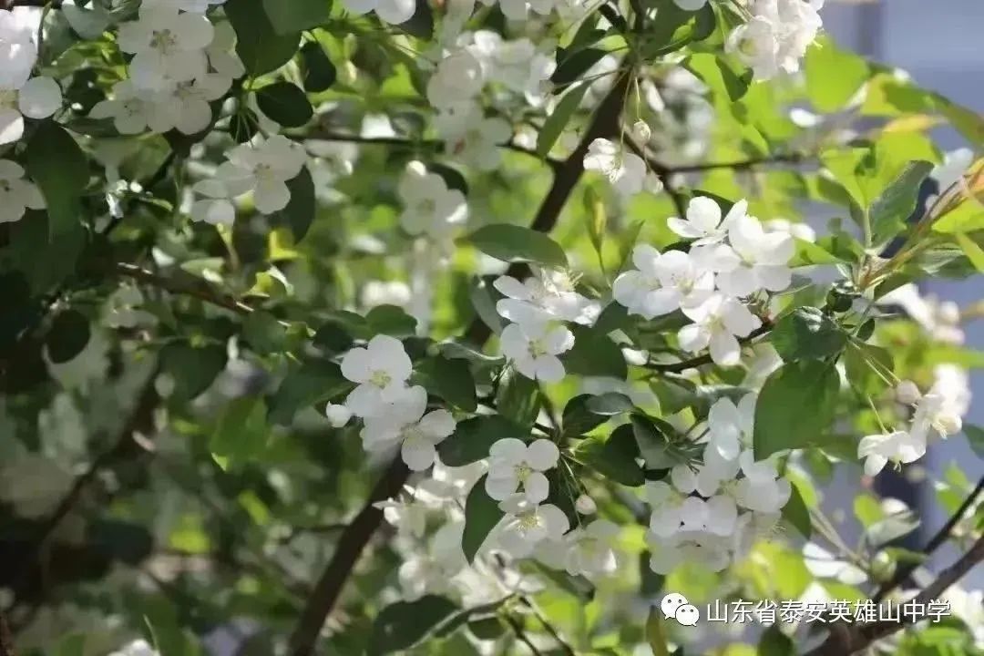 *光春**正好，砥砺前行——*安泰**英雄山中学高二级部3月份工作总结