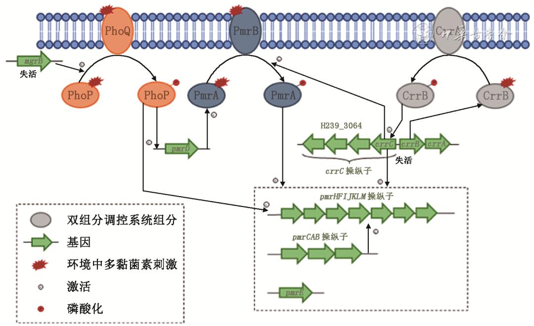 肺炎克雷伯菌治疗指南,耐肺炎克雷伯菌属于哪类